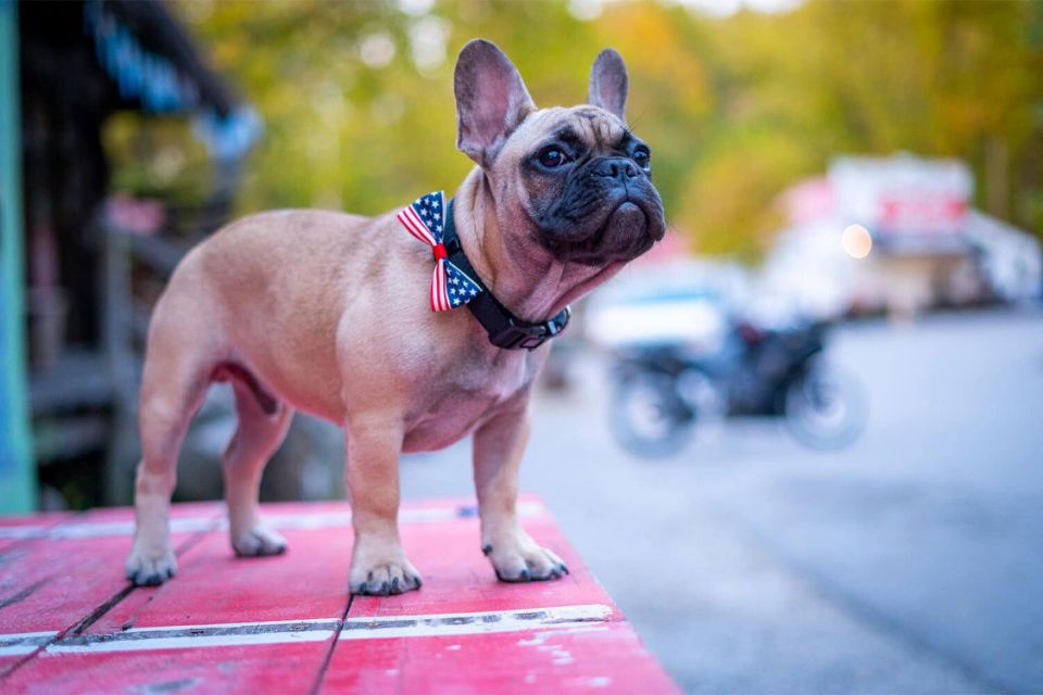 Forget Trump and Biden; Kentucky Has Just Elected a Dog as Mayor.