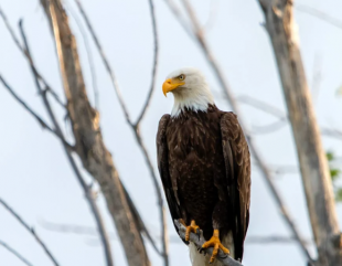 The  Eagle Who Couldn’t  Soar.