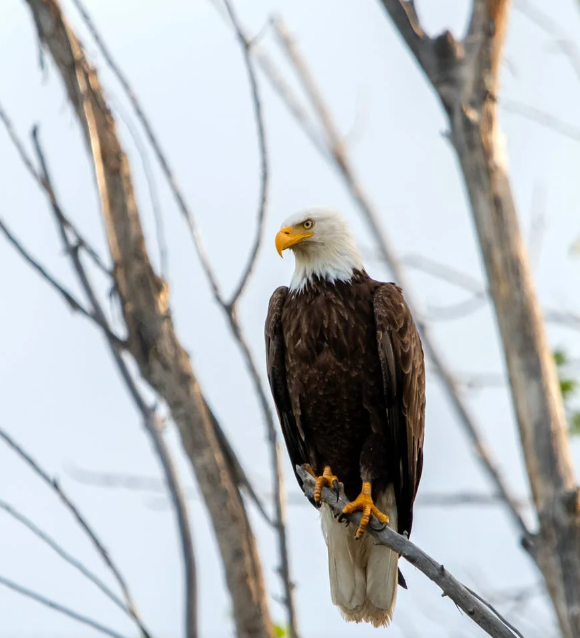 The  Eagle Who Couldn’t  Soar.