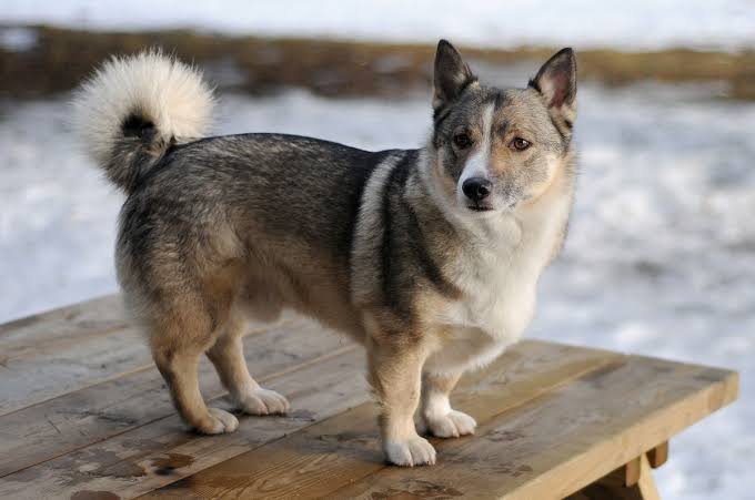 You Never Knew These Breed Of Dogs Exist.