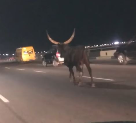 Wandering Cow Seen On 3rd Mainland Bridge (Video)