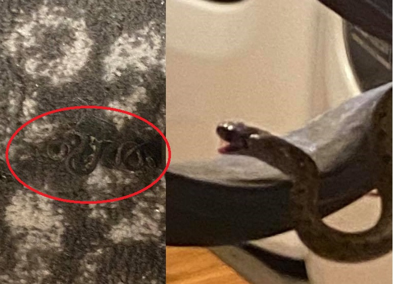 Woman Finds Family of 18 Snakes Living Under Her Bed (Photos)