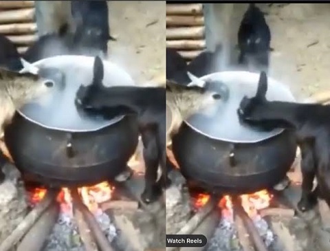 Goats Seen Eating From A Pot On Fire (Photo+Video)