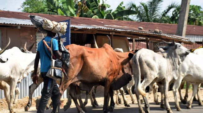 Cows may cost N2m each if Lagos passes the anti-grazing bill – Miyetti Allah