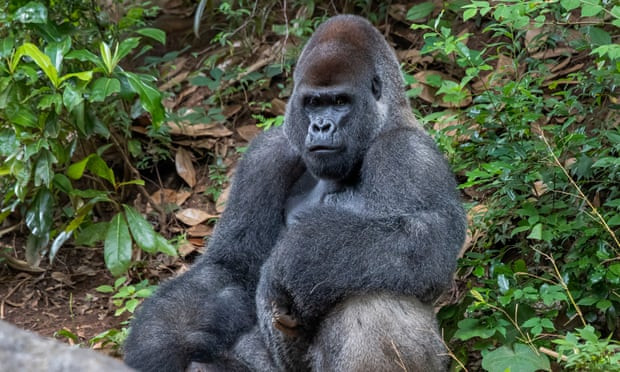 13 gorillas test positive for COVID-19 in Atlanta zoo