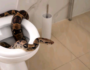 6 Effective Ways to Keep Snakes Out Of Your Toilet Bowl.