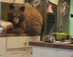 Drama As Man Comes Home Only To Find A Bear In His House Eating His Food