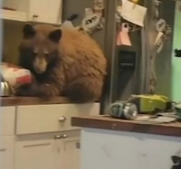 Drama As Man Comes Home Only To Find A Bear In His House Eating His Food