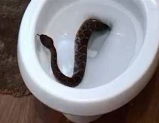 Man Finds A Snake In His Water Closet, Others Share Their Safety Measures.