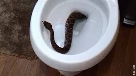 Man Finds A Snake In His Water Closet, Others Share Their Safety Measures.