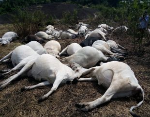 Drama As Over 20 Cows Die Mysteriously In Kogi State