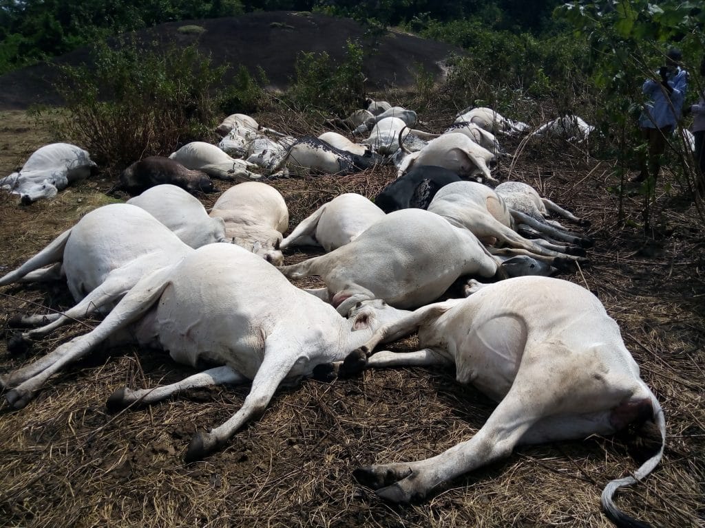 Drama As Over 20 Cows Die Mysteriously In Kogi State