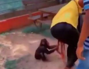 The Moment A Monkey Pulled The Long Braids Of A Lady (Video)