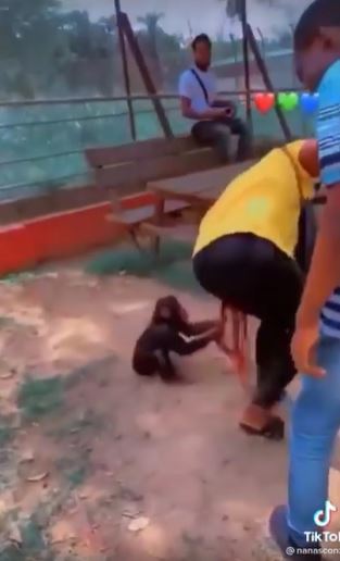 The Moment A Monkey Pulled The Long Braids Of A Lady (Video)