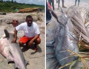 Shark Caught at Akassa Community of Bayelsa (Photos)