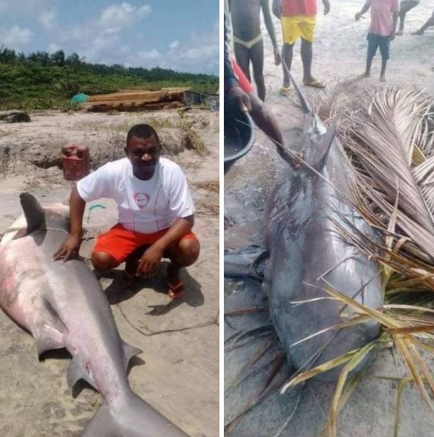 Shark Caught at Akassa Community of Bayelsa (Photos)