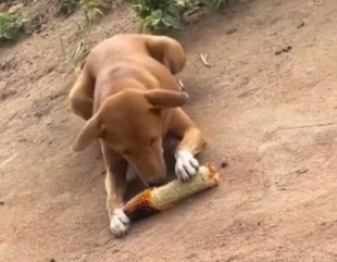 Country Hard O: Man Cries After Seeing Dog Eating Roasted Corn (Video)