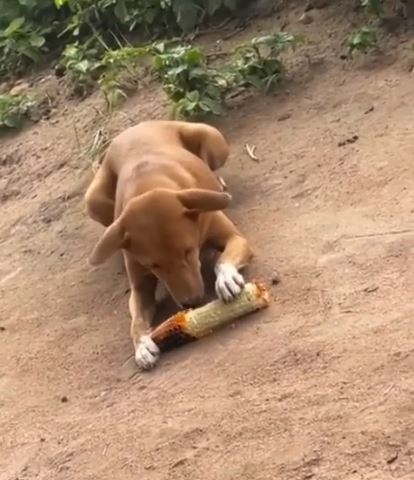 Country Hard O: Man Cries After Seeing Dog Eating Roasted Corn (Video)