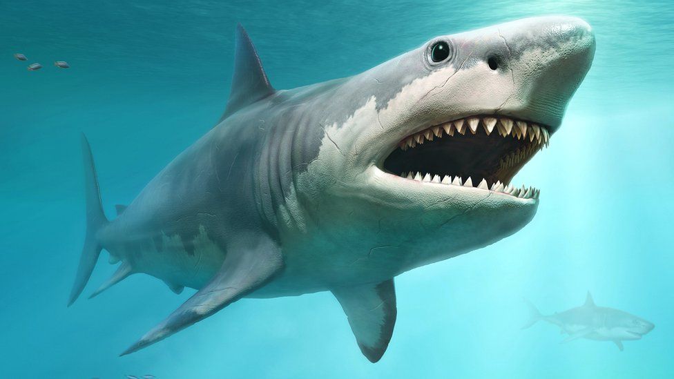 Shark Bites Woman’s Arms While She Was Playing In The Sea With Her Grandchild (Photo)