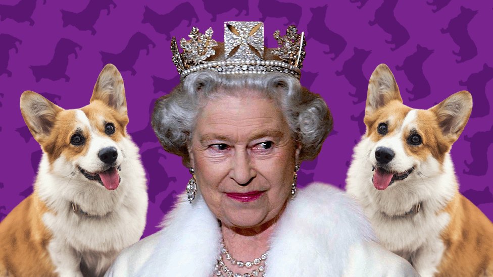 Queen’s corgis will feel the loss of Her Majesty and may even display signs of depression after her death, dog expert says