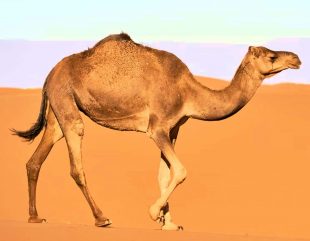 74 people were admitted to a hospital after eating meat from a dead camel