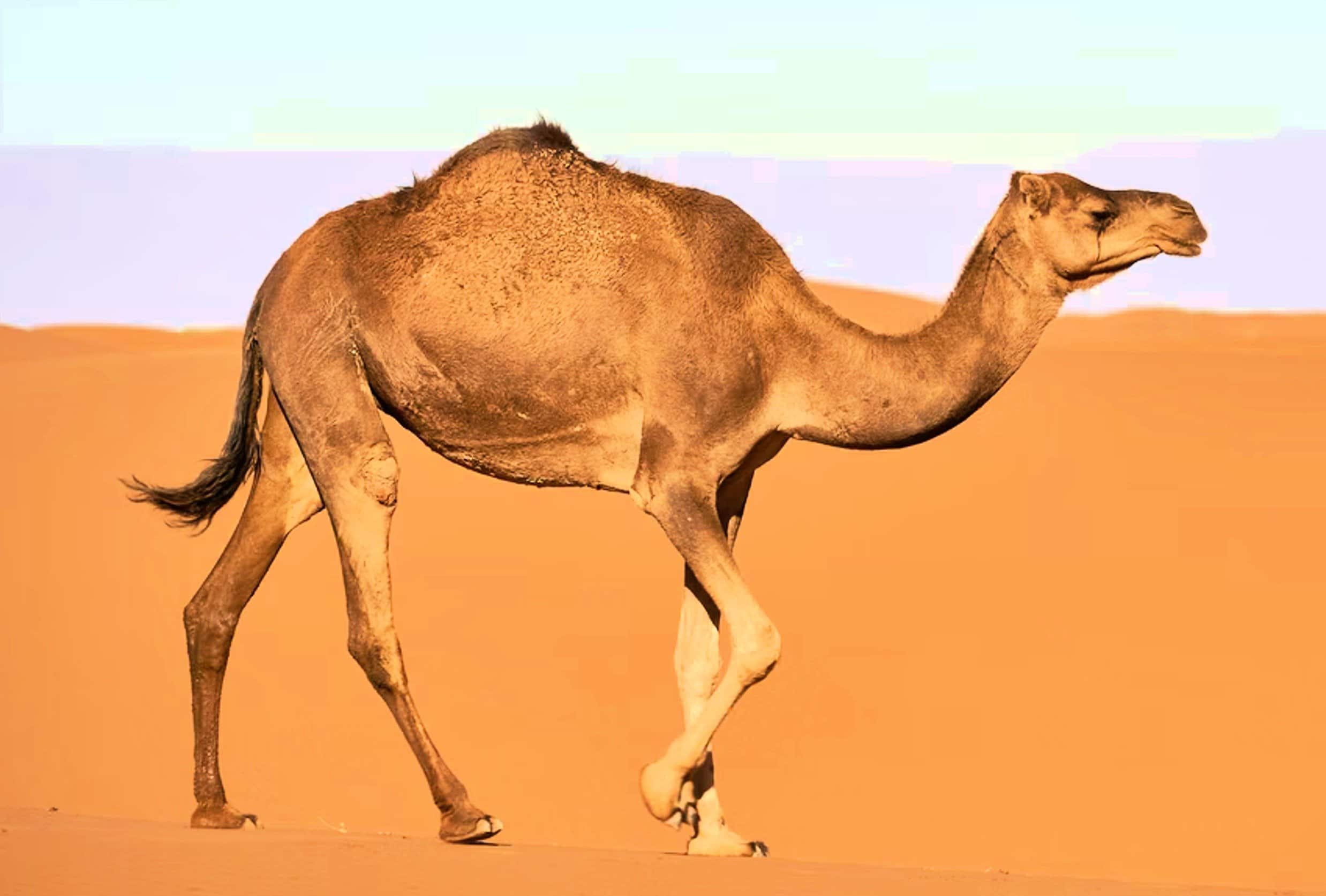 74 people were admitted to a hospital after eating meat from a dead camel