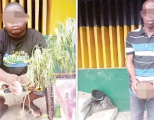 Police arrest herbalist and his accomplice with human body parts in Delta State