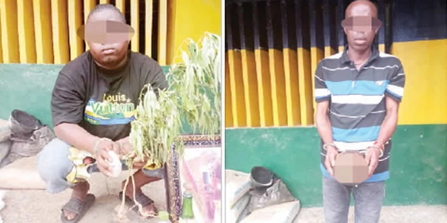 Police arrest herbalist and his accomplice with human body parts in Delta State