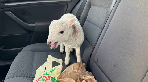 Police Find Lamb Alongside £10000 Worth of Cocaine Inside Abandoned Car (Photo)