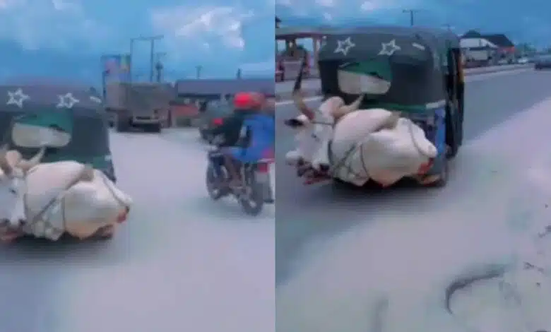 Motorist in shock as he sees cow tied to Keke napep (Video)