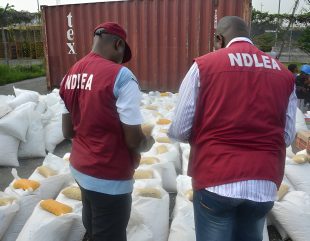 Intercepts Laughing Gas Consignments Bound for Abuja, Destroys 40 Tons of Cannabis Plants