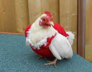 “We will use meat, fish or ponmo” – Nigerians complain about inability to afford Christmas chicken