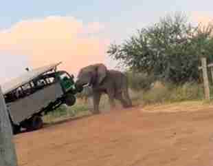 ‘I’m sorry,’ driver cries out as elephant lifts car full of tourists