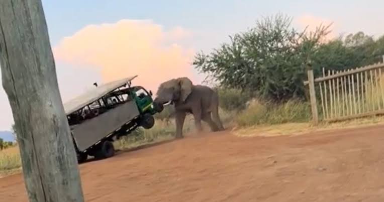 ‘I’m sorry,’ driver cries out as elephant lifts car full of tourists