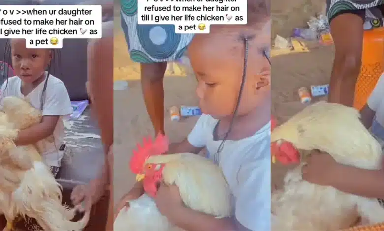 Little Girl Refuses to Make Her Hair Without Holding Live Chicken