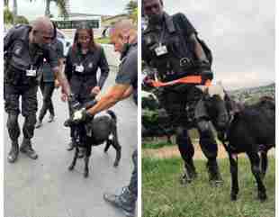 Goat Detained for Assaulting Dog and Primary School Children in South Africa