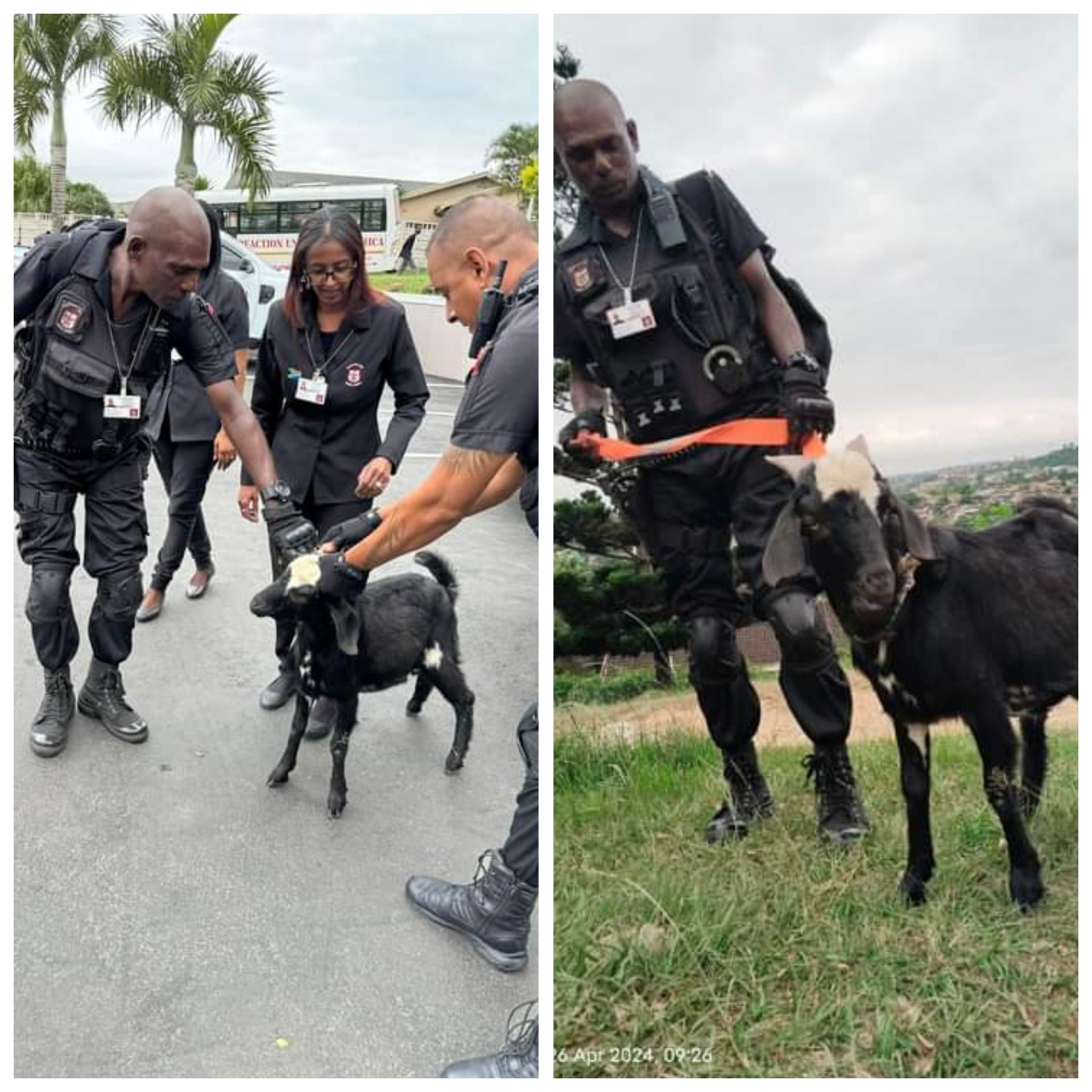 Goat Detained for Assaulting Dog and Primary School Children in South Africa