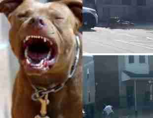 Four Pitbull Dogs Attack Man on Street in Broad Daylight After He Tries to Protect His Dog from Being Mauled (Video)