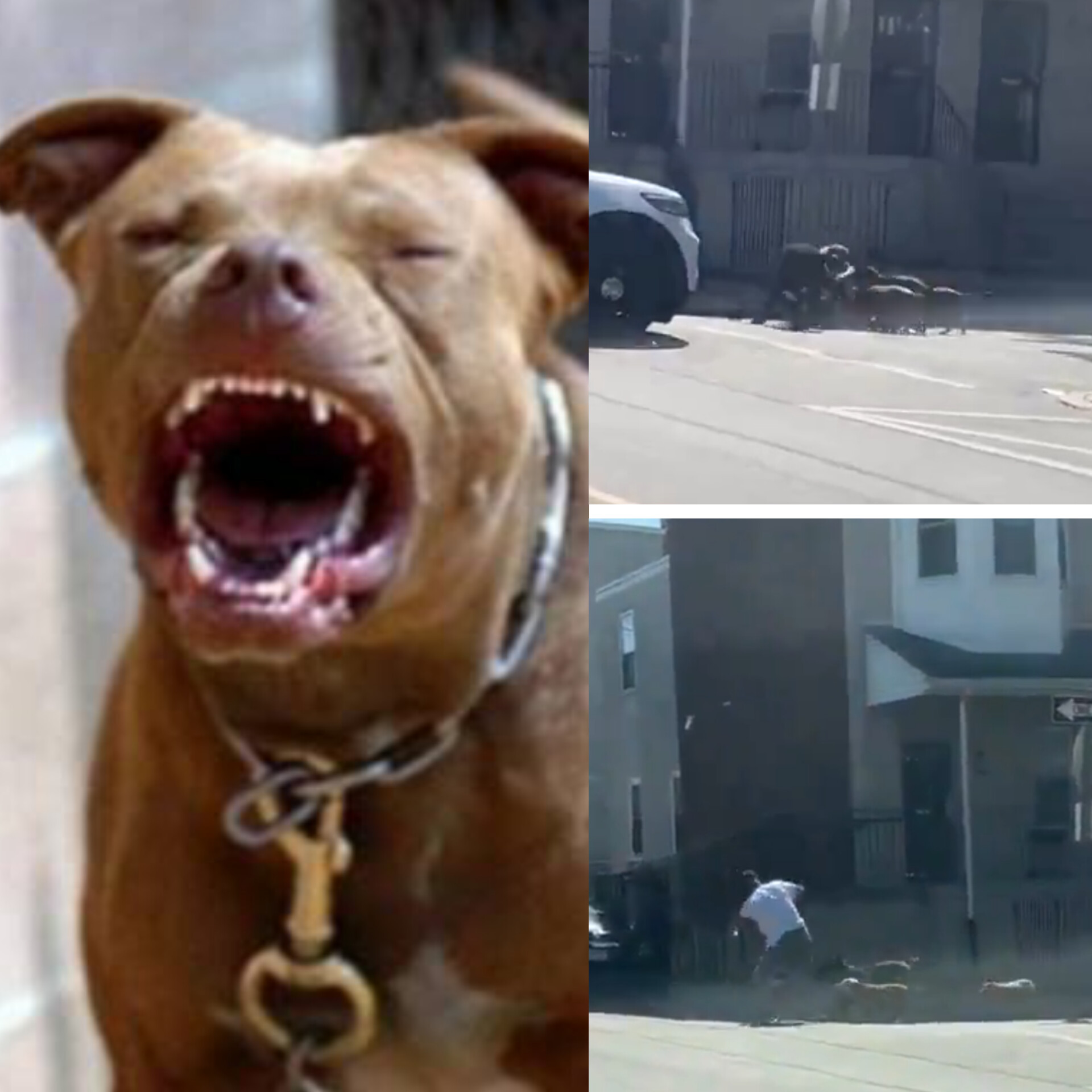 Four Pitbull Dogs Attack Man on Street in Broad Daylight After He Tries to Protect His Dog from Being Mauled (Video)